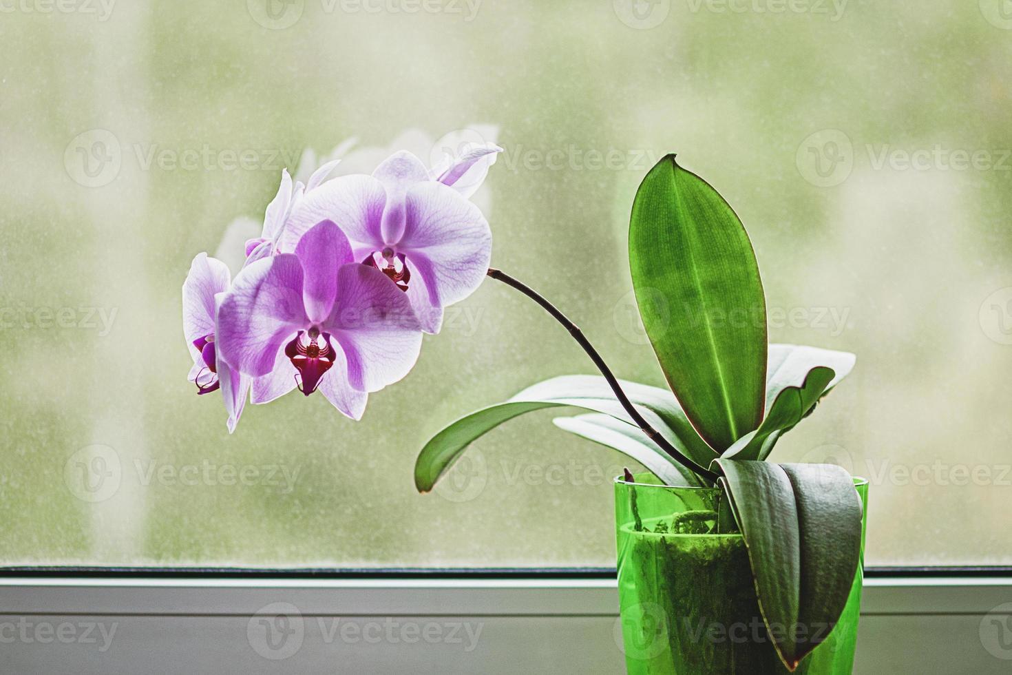 viola orchidea fioritura in casa di il finestra foto