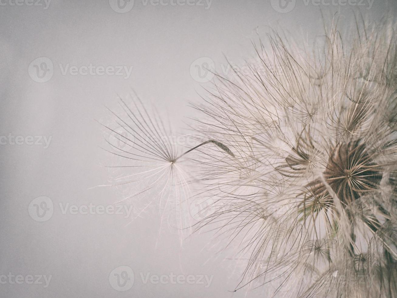 bellissimo estate naturale fiore dente di leone nel avvicinamento foto