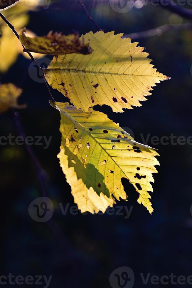 colorato autunno le foglie su un' albero ramo nel il caldo luce del sole foto