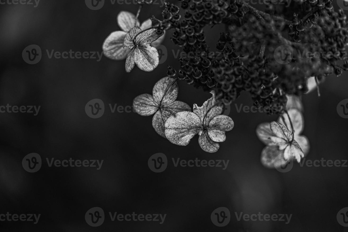 Marrone secco ornamentale fiori nel il giardino su un' freddo autunno giorno foto