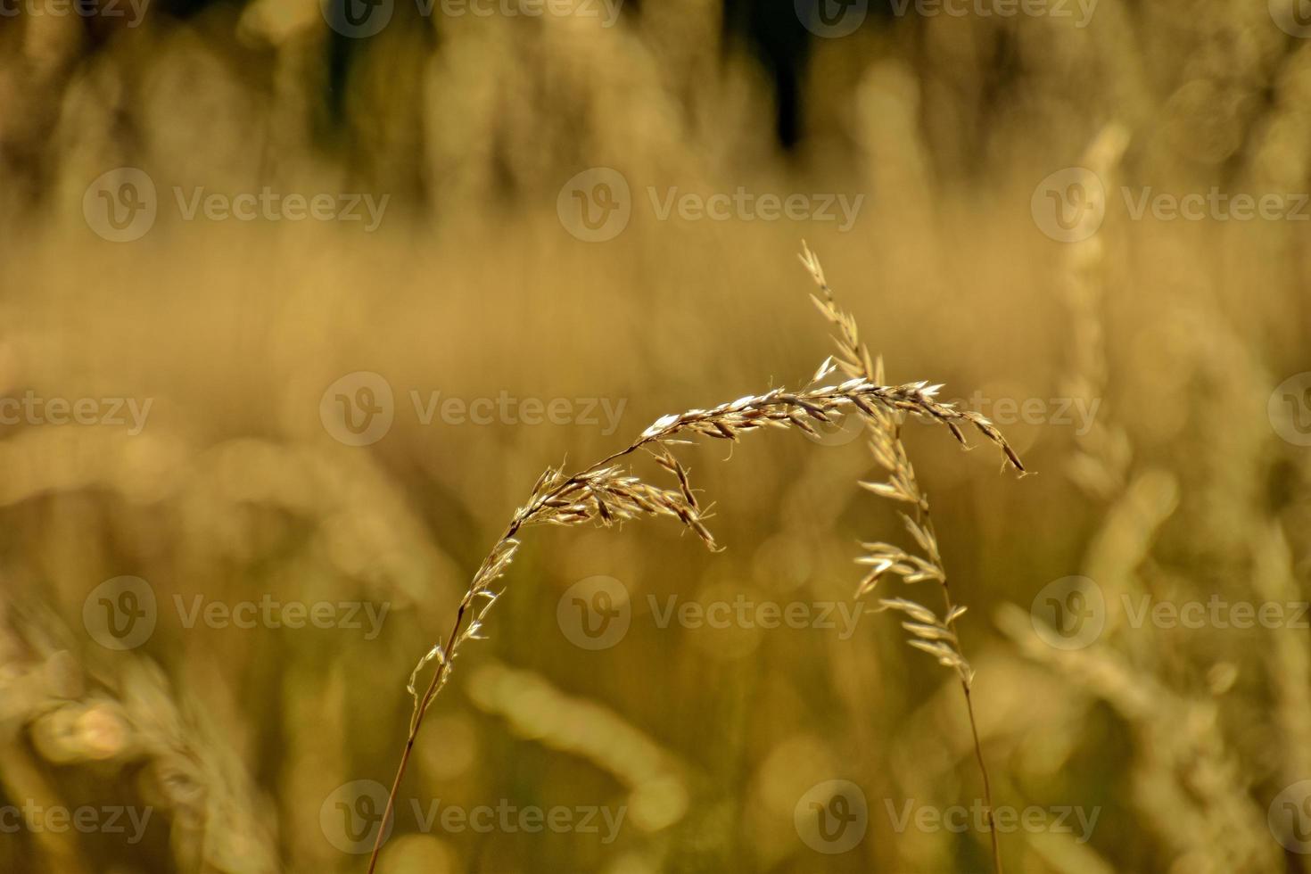 d'oro estate selvaggio erba nel il eterno caldo dolce sole foto