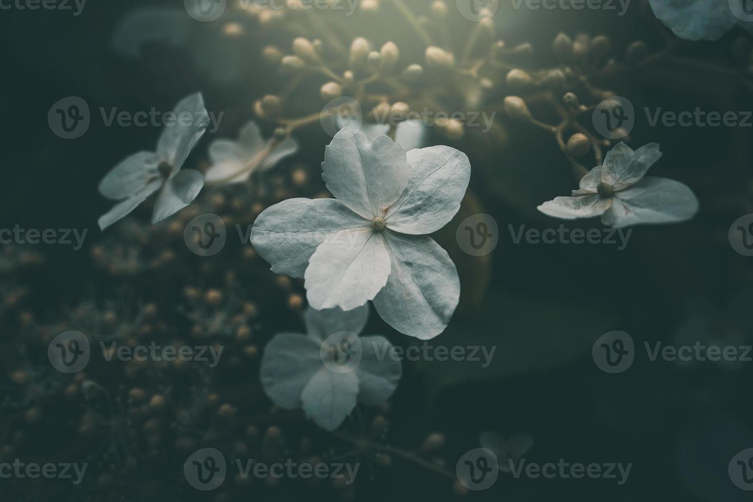 bianca piccolo fiore su il cespuglio nel il giardino foto