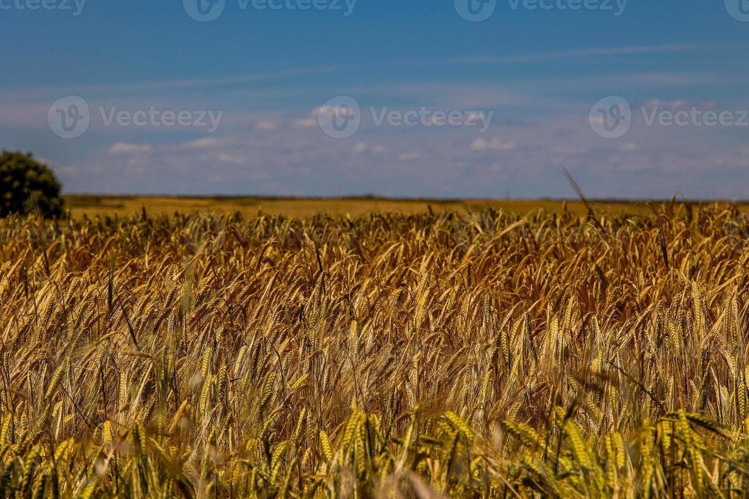 bellissimo naturale agricolo sfondo Grano nel il campo caldo estate prima raccogliere foto