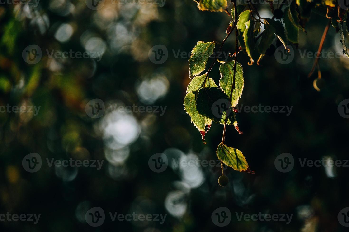 autunno oro Marrone le foglie su un' albero su un' soleggiato giorno con bokeh foto