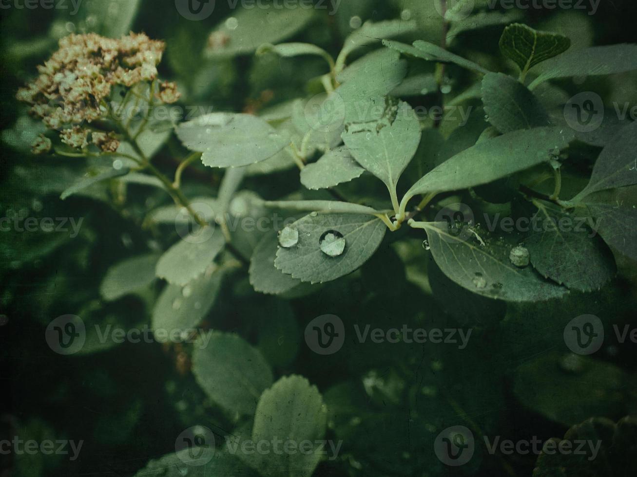 estate pianta con gocce di pioggia su verde le foglie foto