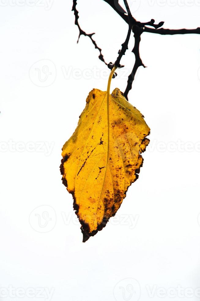 autunno d'oro le foglie su un' albero su un' leggero sfondo foto