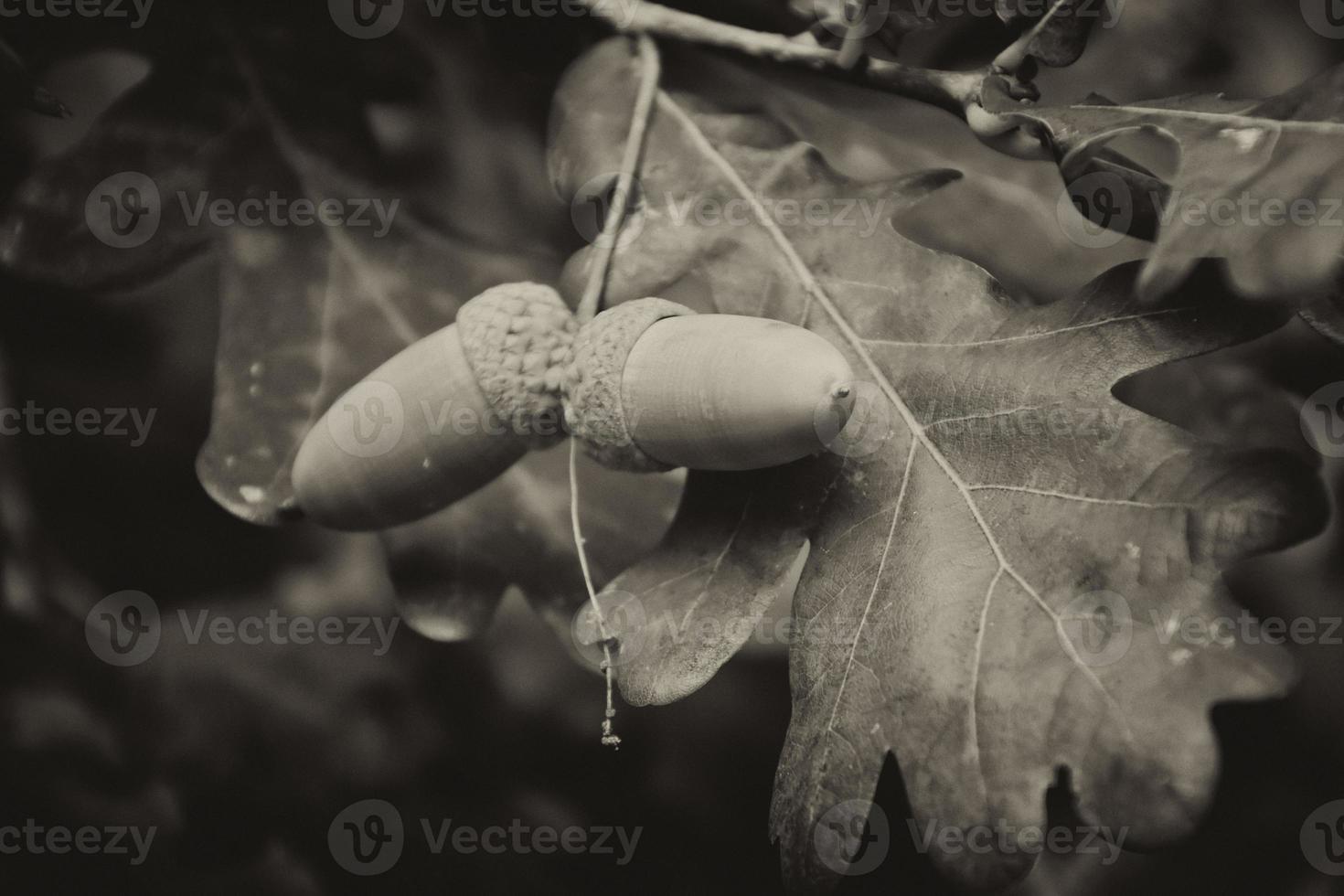 verde autunno ghiande su il ramo di un quercia tra il le foglie foto