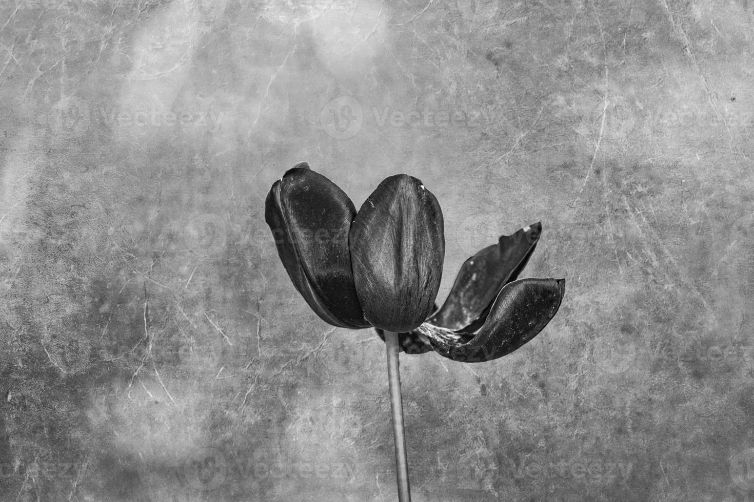 viola tulipano su un' verde sfondo nel un' estate giardino foto
