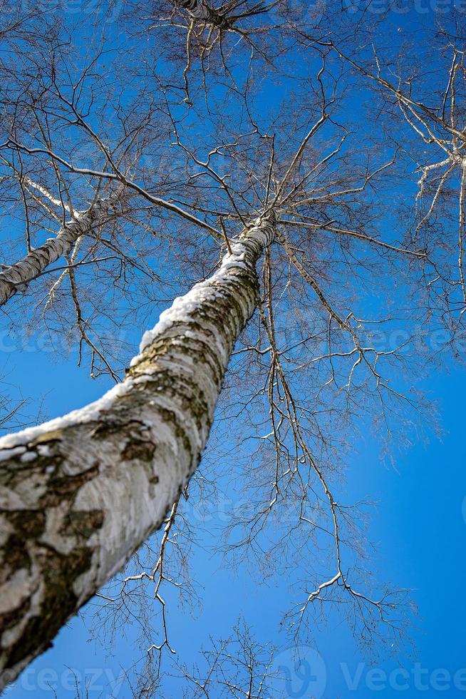 bianca betulla alberi senza le foglie contro il sfondo di un' liscio senza nuvole inverno cielo foto