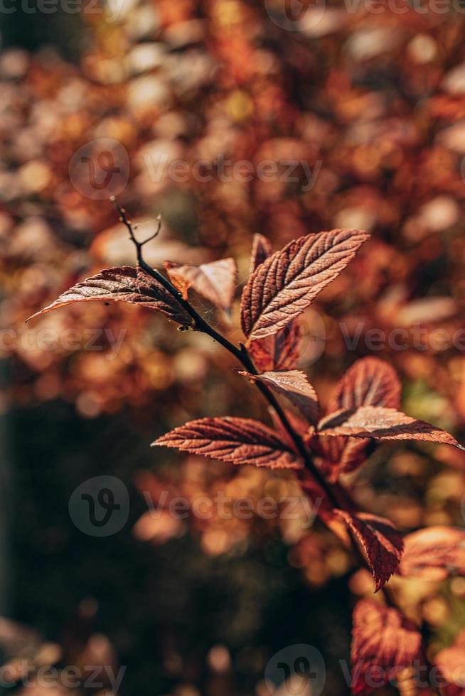 d'oro autunno cespuglio le foglie illuminato di caldo sole nel il giardino foto