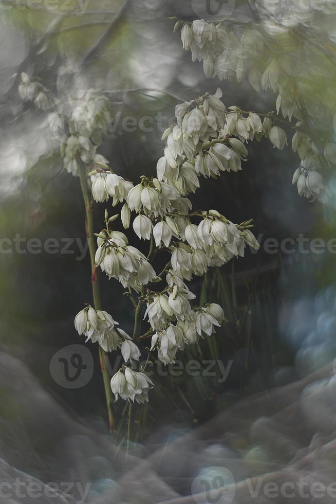 bianca yucca fiore su il sfondo di verde le foglie e bokeh nel il giardino foto