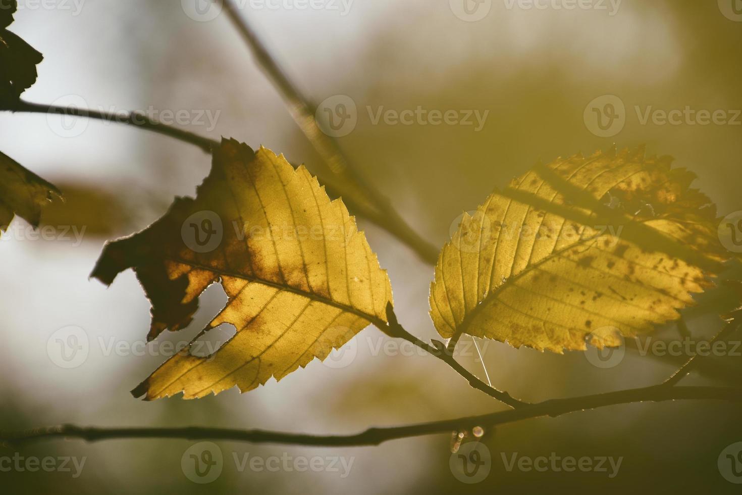 colorato autunno le foglie su un' albero ramo nel il caldo luce del sole foto