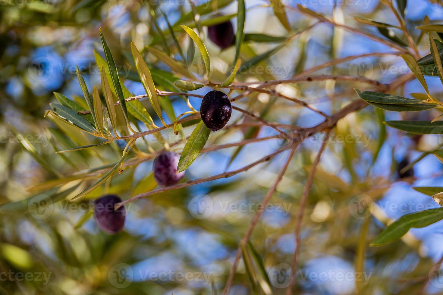 nero maturo biologico olive su il autunno albero nel davanti di teppisti su un' caldo soleggiato giorno foto