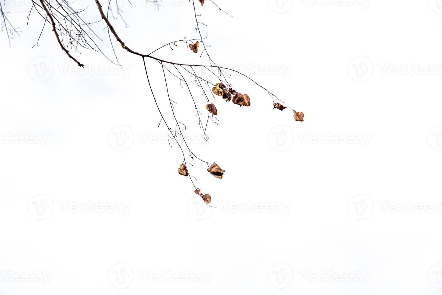 delicato d'oro autunno foglia su un' leggero sfondo nel minimalismo avvicinamento foto