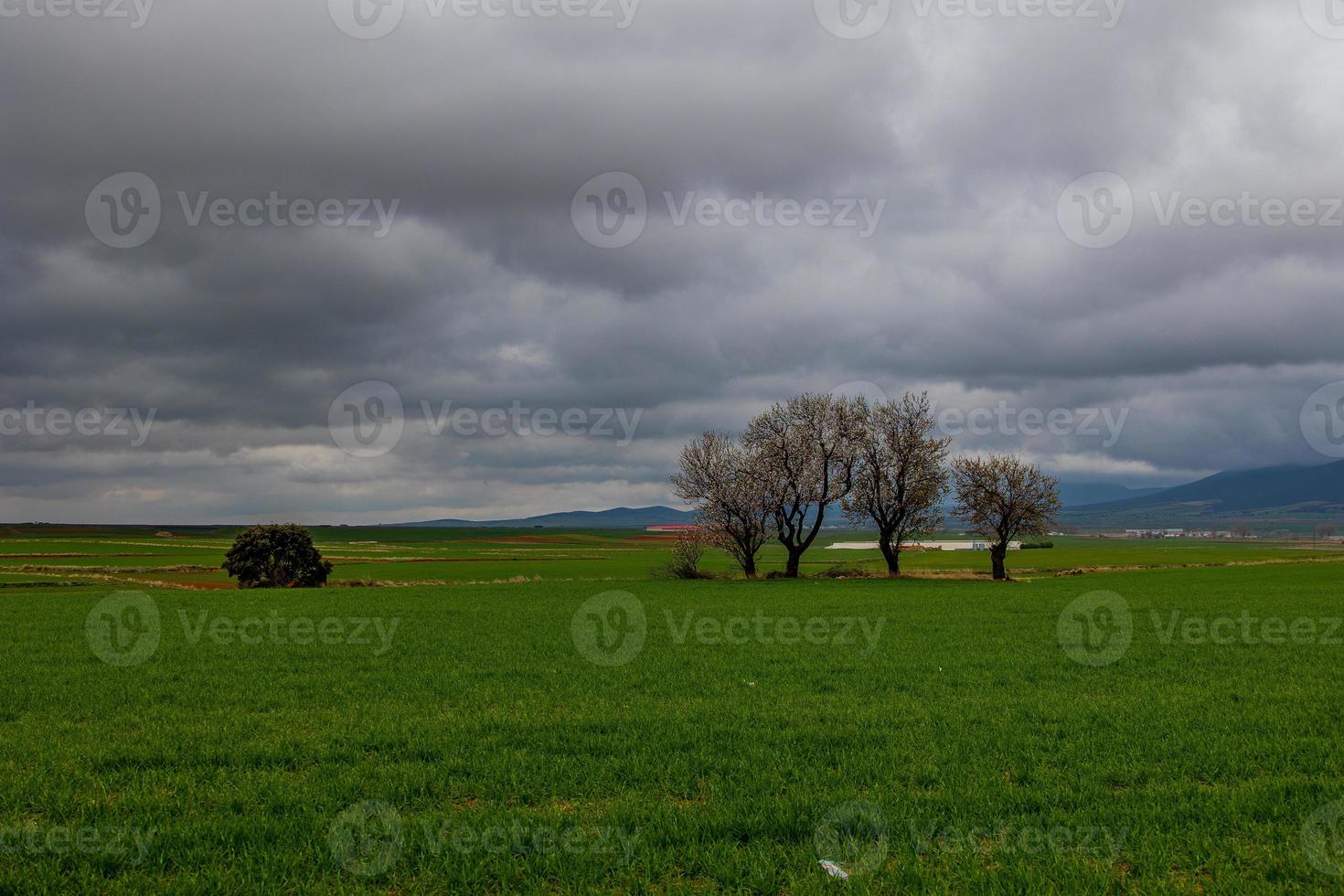 primavera paesaggio a partire dal aragona nel Spagna con tre fioritura alberi nel un' nuvoloso giorno foto