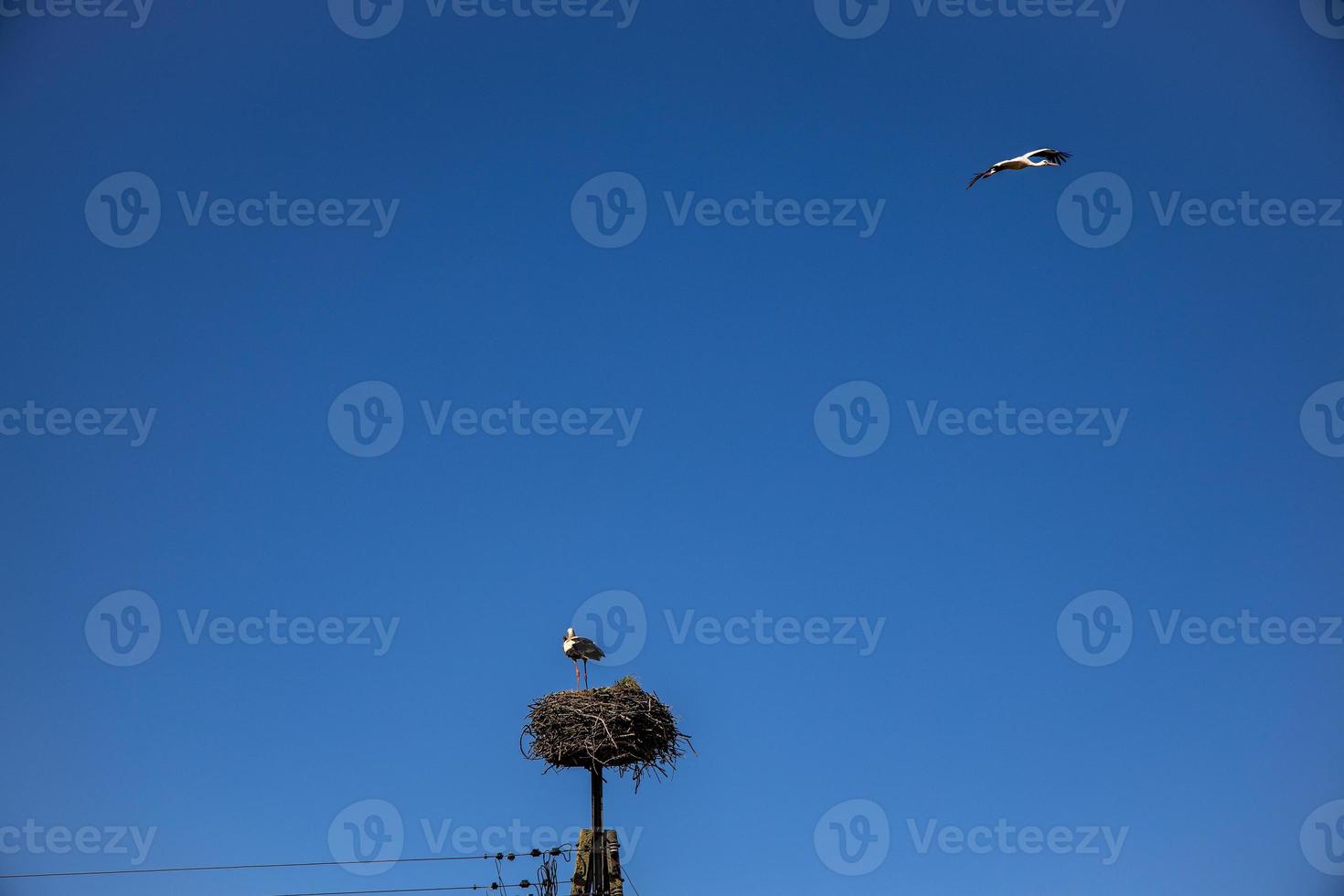 gratuito uccelli cicogne su un' sfondo di il blu cielo nel volo combattente per gnazo nel il primavera foto