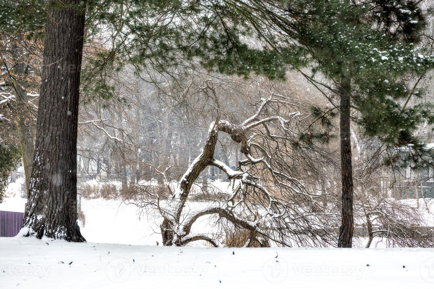 inverno paesaggio su un' nevoso giorno con un' albero foto