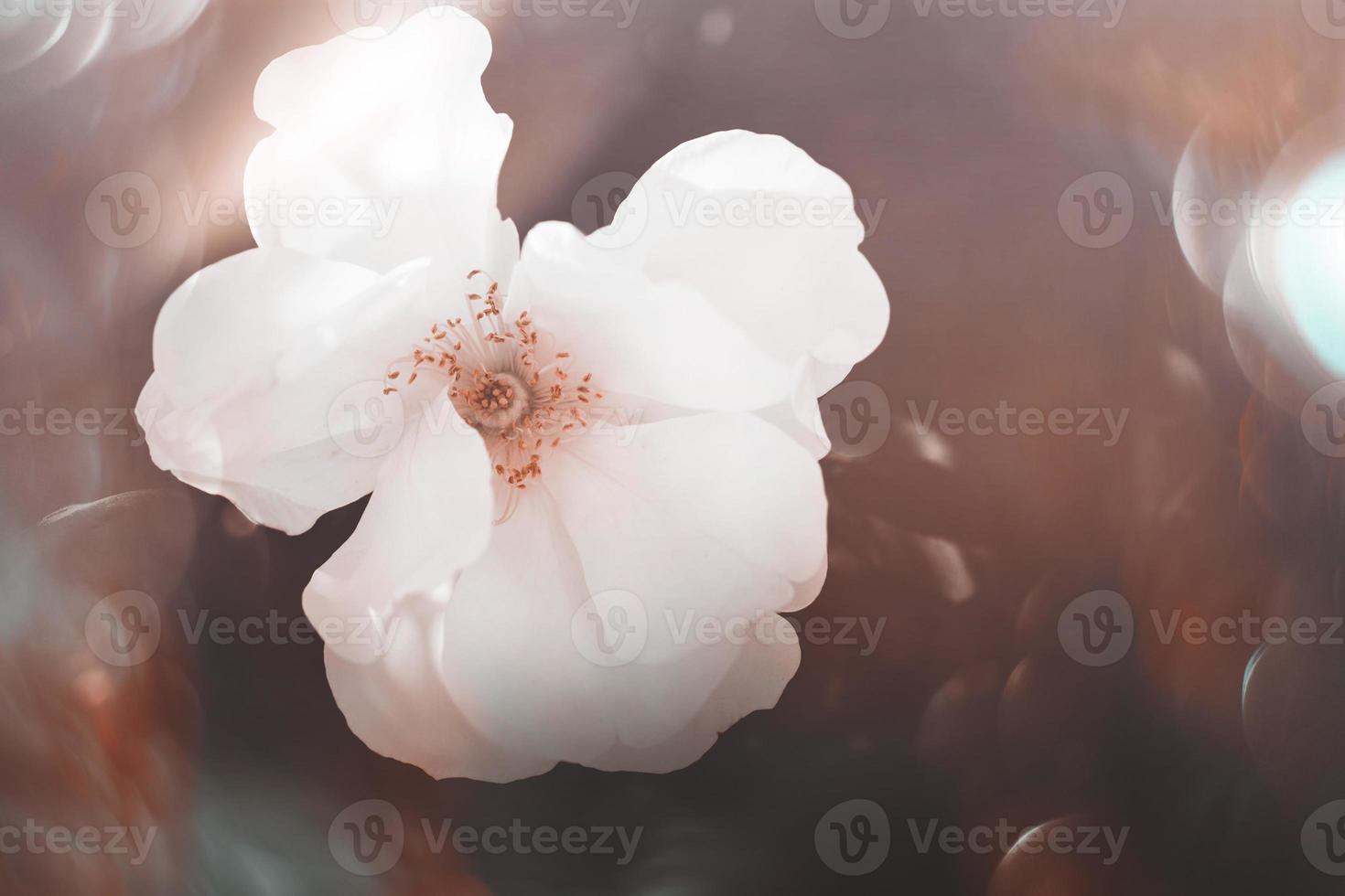 bianca rosa nel caldo autunno sole nel avvicinamento e bokeh foto