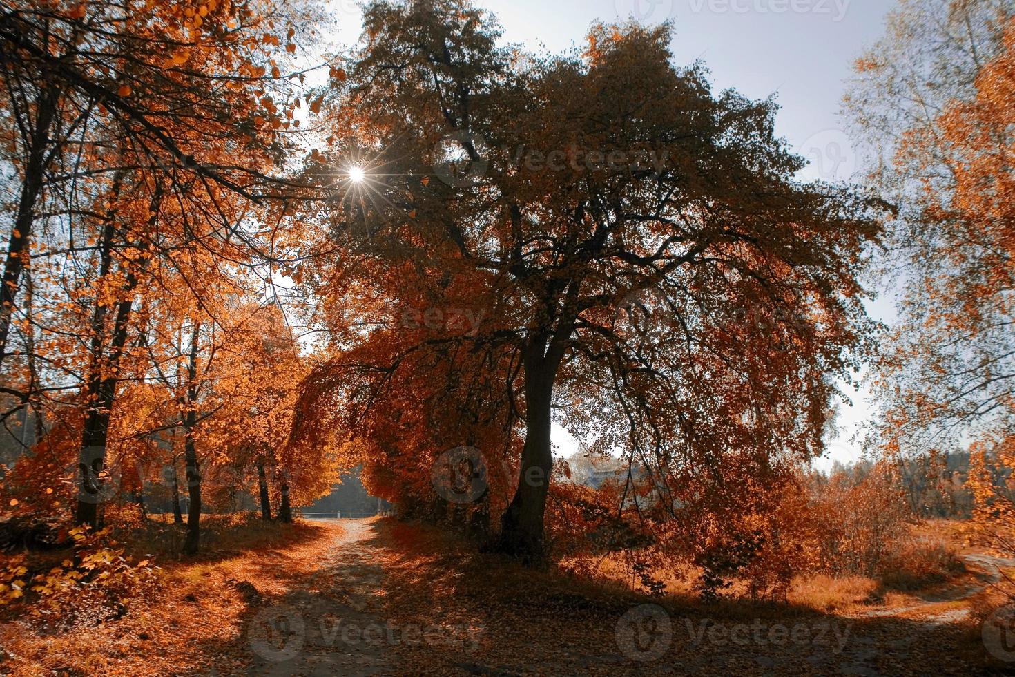 pittoresco autunno foresta paesaggio con colorato alberi e conifero e sporco percorsi foto