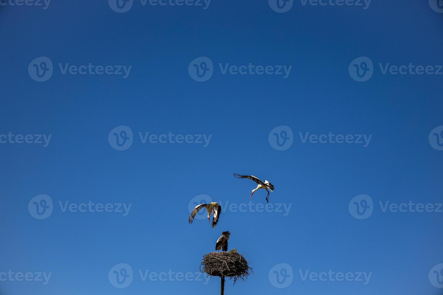 gratuito uccelli cicogne su un' sfondo di il blu cielo nel volo combattente per gnazo nel il primavera foto