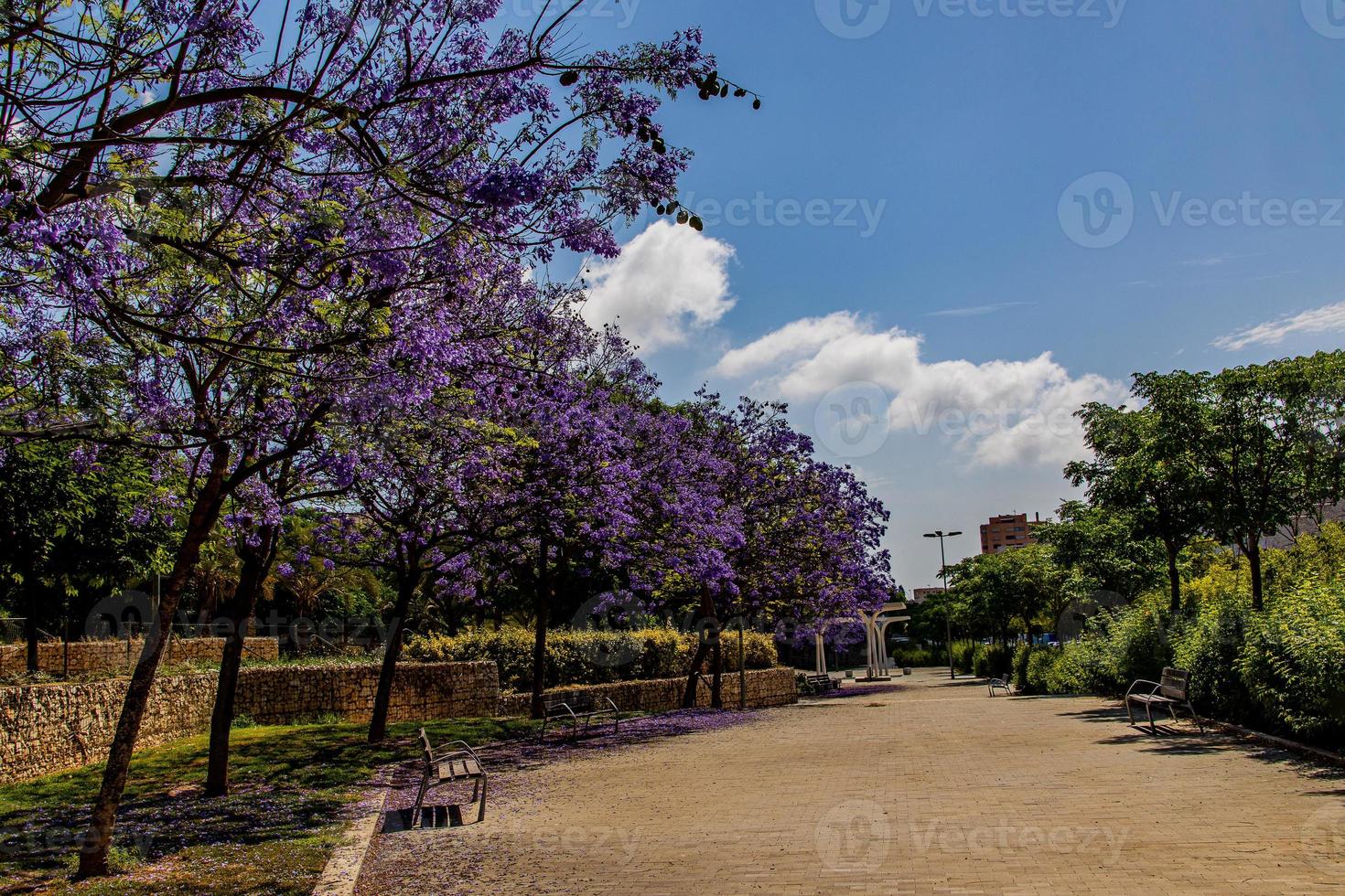 bellissimo vicolo nel un' parco con un' fioritura albero di viola colore nel alicante Spagna su un' primavera giorno foto