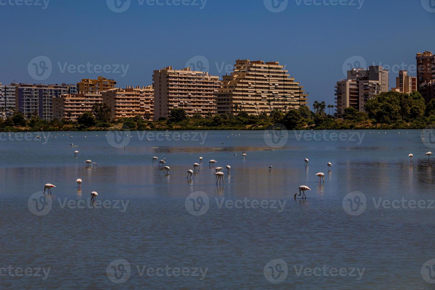 l uccello bianco-rosa fenicottero su un' salato blu lago nel Spagna nel calpe urbano paesaggio foto