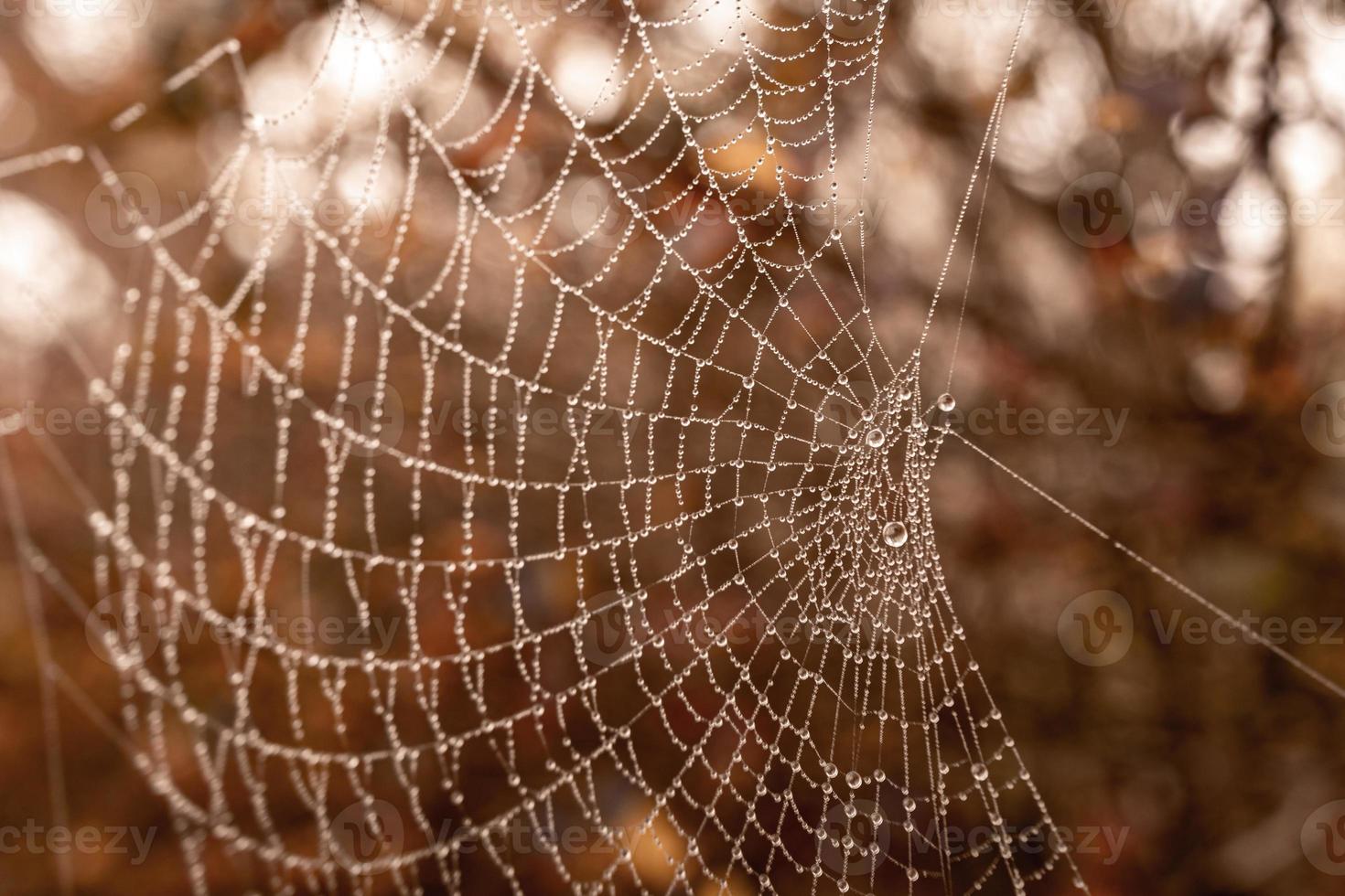 poco delicato acqua gocce su un' ragno ragnatela nel avvicinamento su un' nebbioso giorno foto