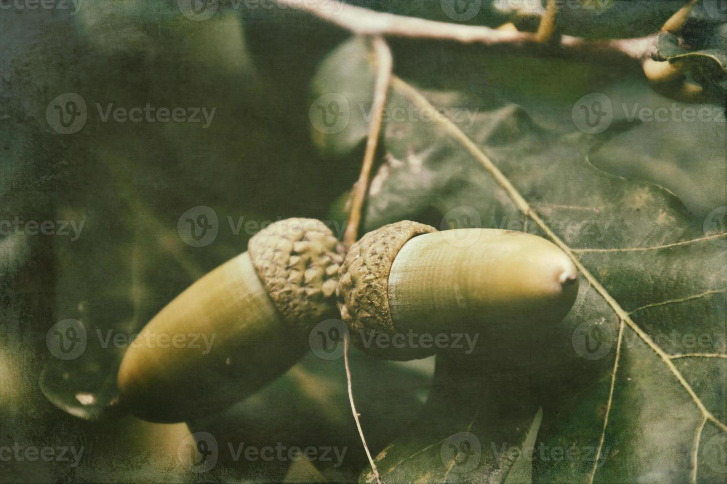 verde autunno ghiande su il ramo di un quercia tra il le foglie foto