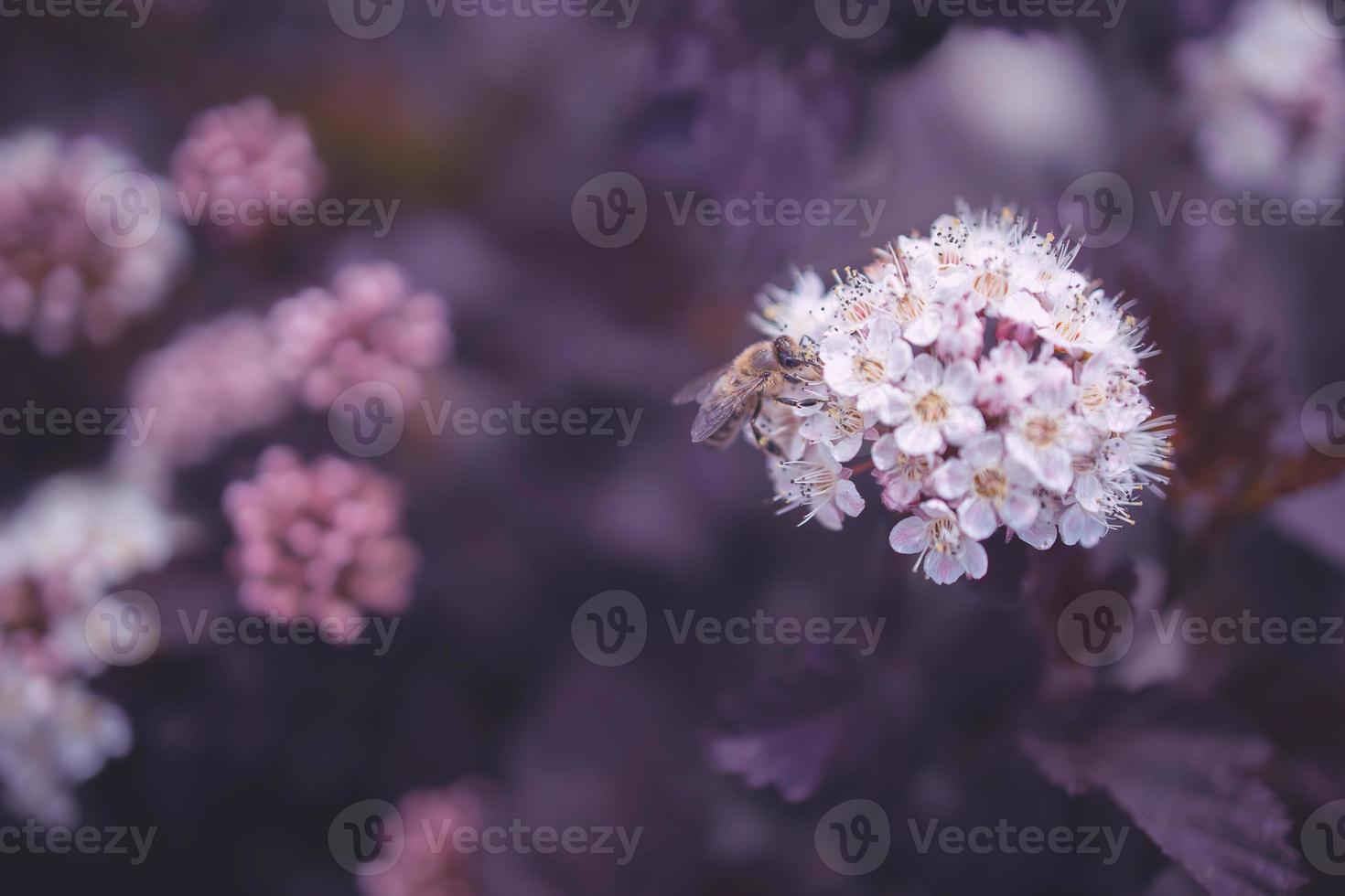 luminosa cremoso fiore su un' sfondo di viola le foglie di un' cespuglio nel avvicinamento con ape foto