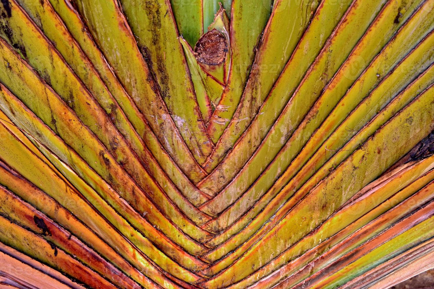 l interessante originale esotico sfondo di verde palma foglia nel avvicinamento foto
