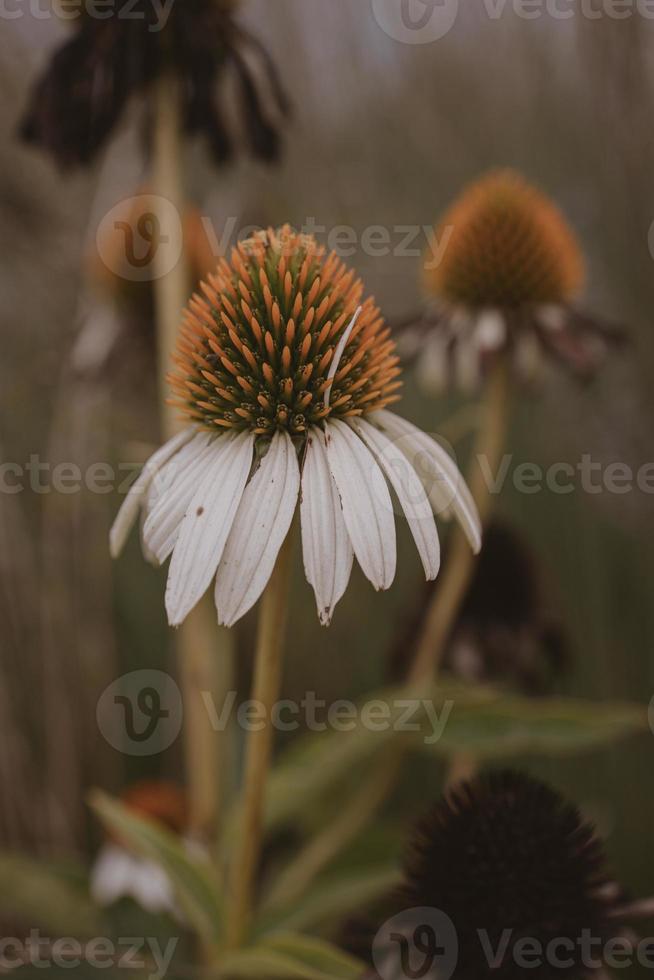 estate fiore nel il giardino su un' beige sfondo foto