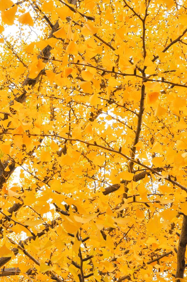 trama astratta e sfondo di foglie gialle con lo sfondo isolato foto