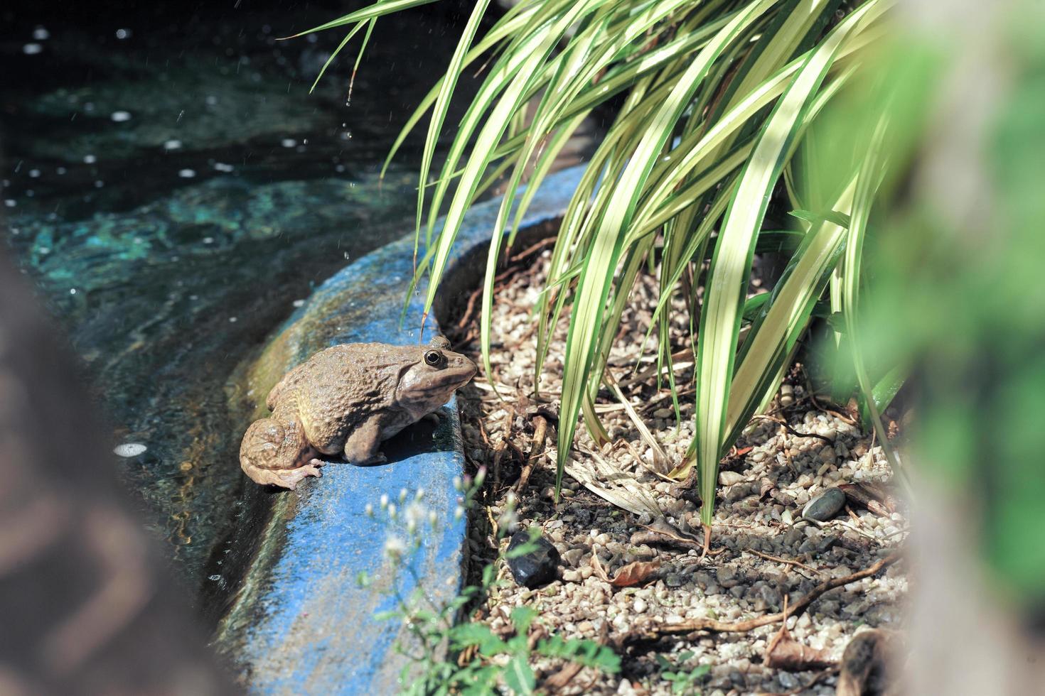 primo piano rana si trova sul bordo della piscina nel giardino esterno foto