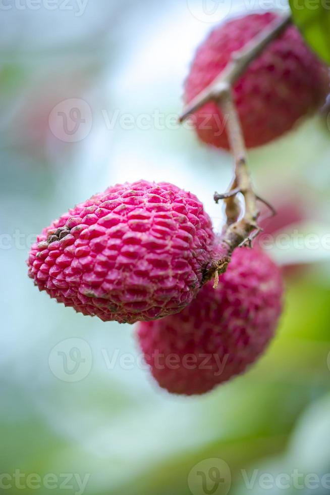 brunch di fresco lychee frutta sospeso su verde albero. foto