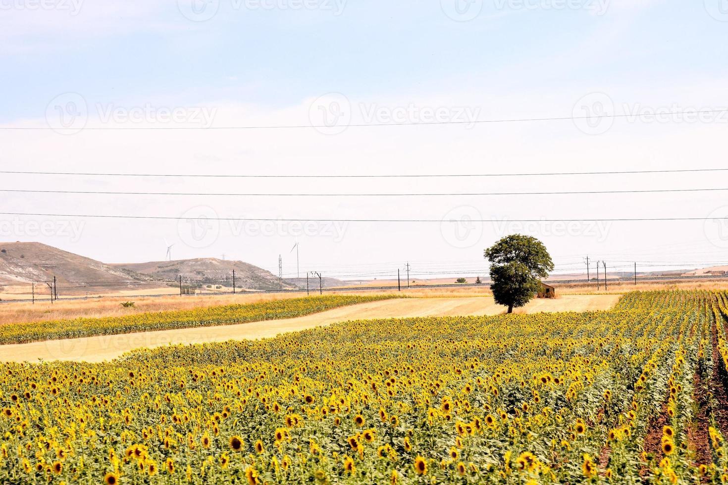 panoramico rurale paesaggio foto