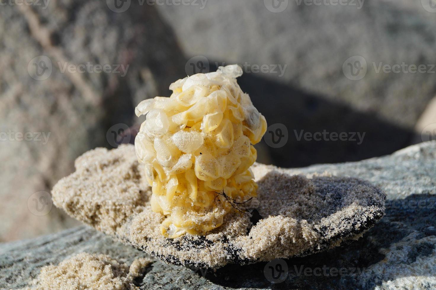 voi può trova il giallo spanballs di il bucce a il spiaggia di blavanda foto