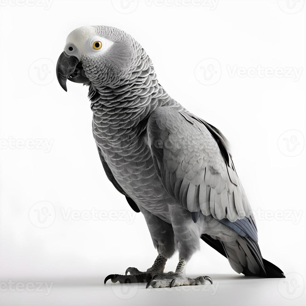 africano grigio pappagallo isolato su bianca sfondo foto
