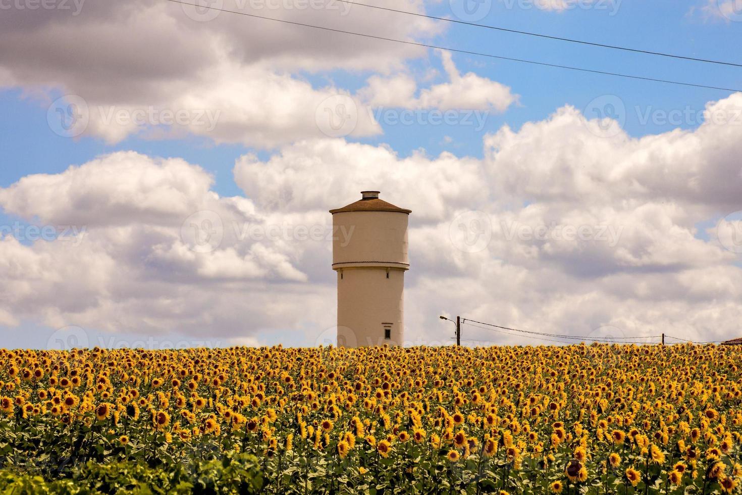 campo di girasoli in estate foto