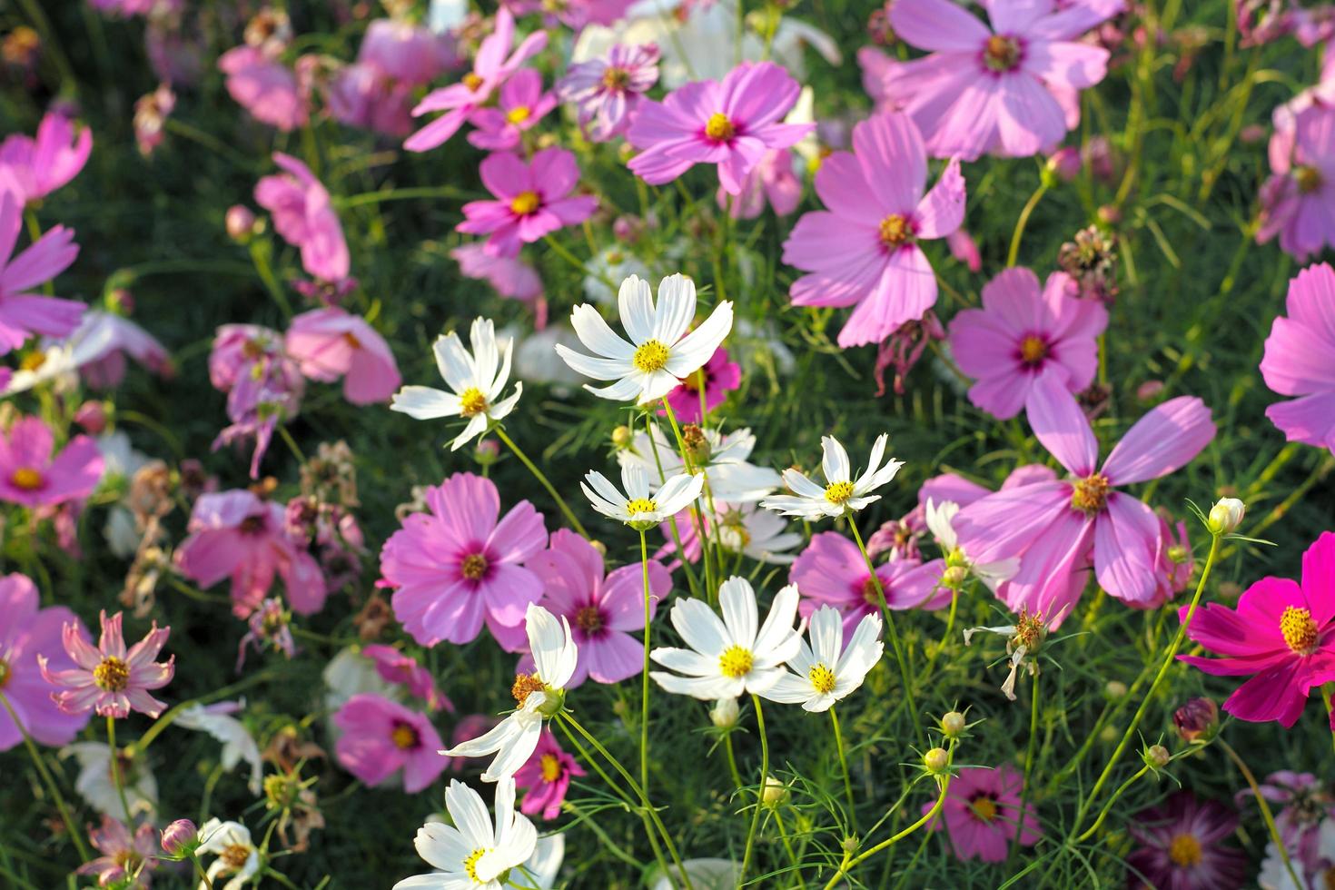 messa a fuoco selettiva sulla folla di fiori colorati margherita nel campo foto