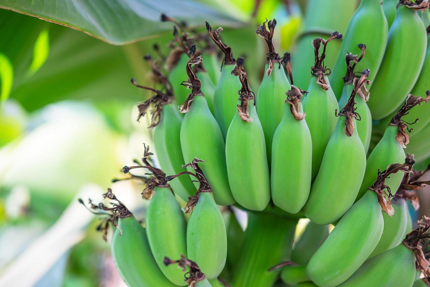 primo piano delle banane verdi foto
