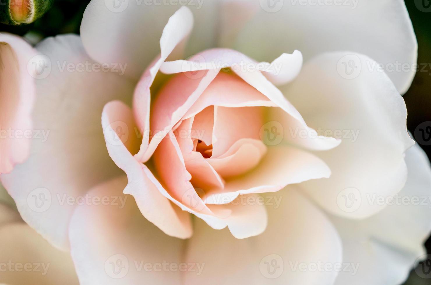 primo piano di una rosa bianca e rosa foto