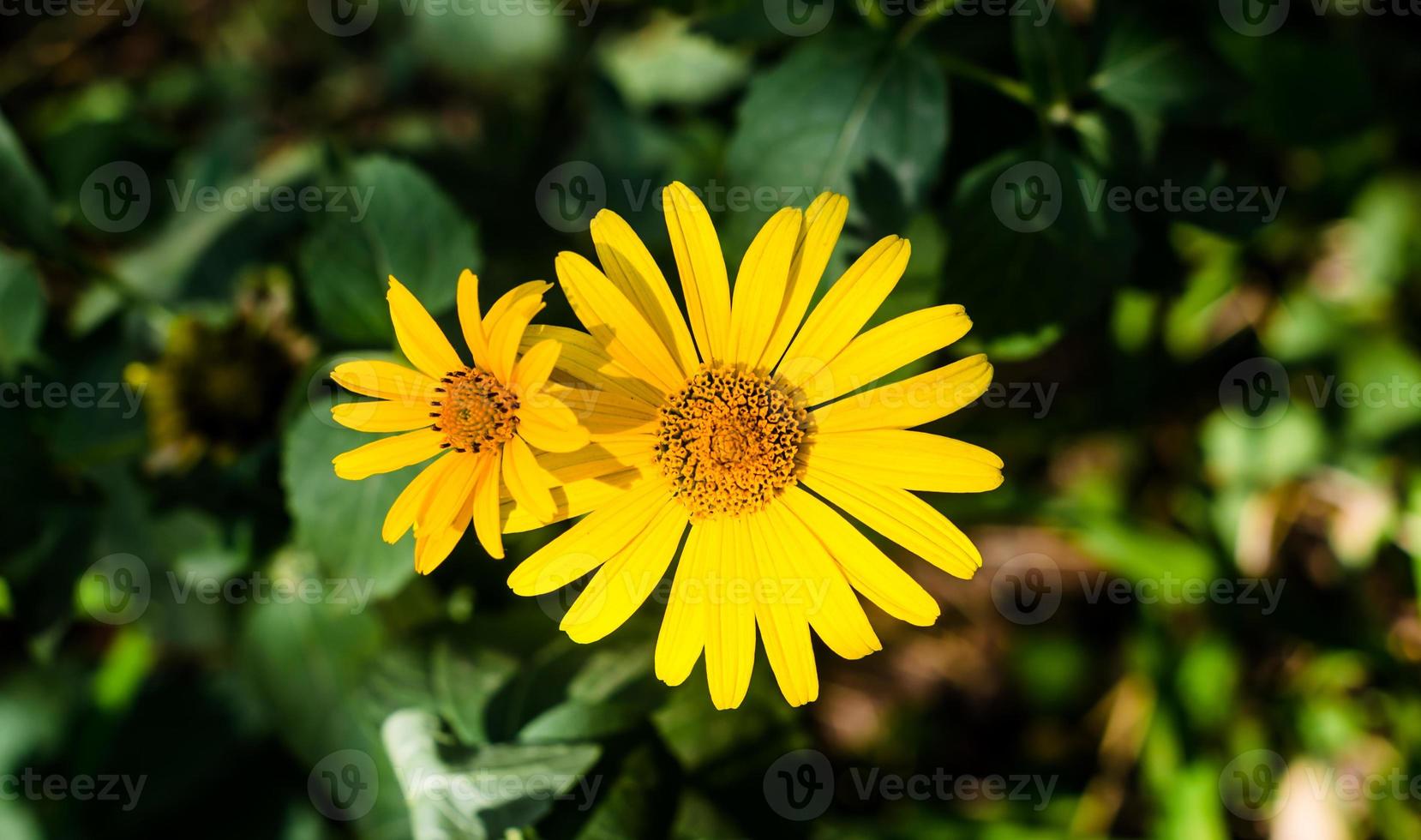 fiori gialli margherita foto