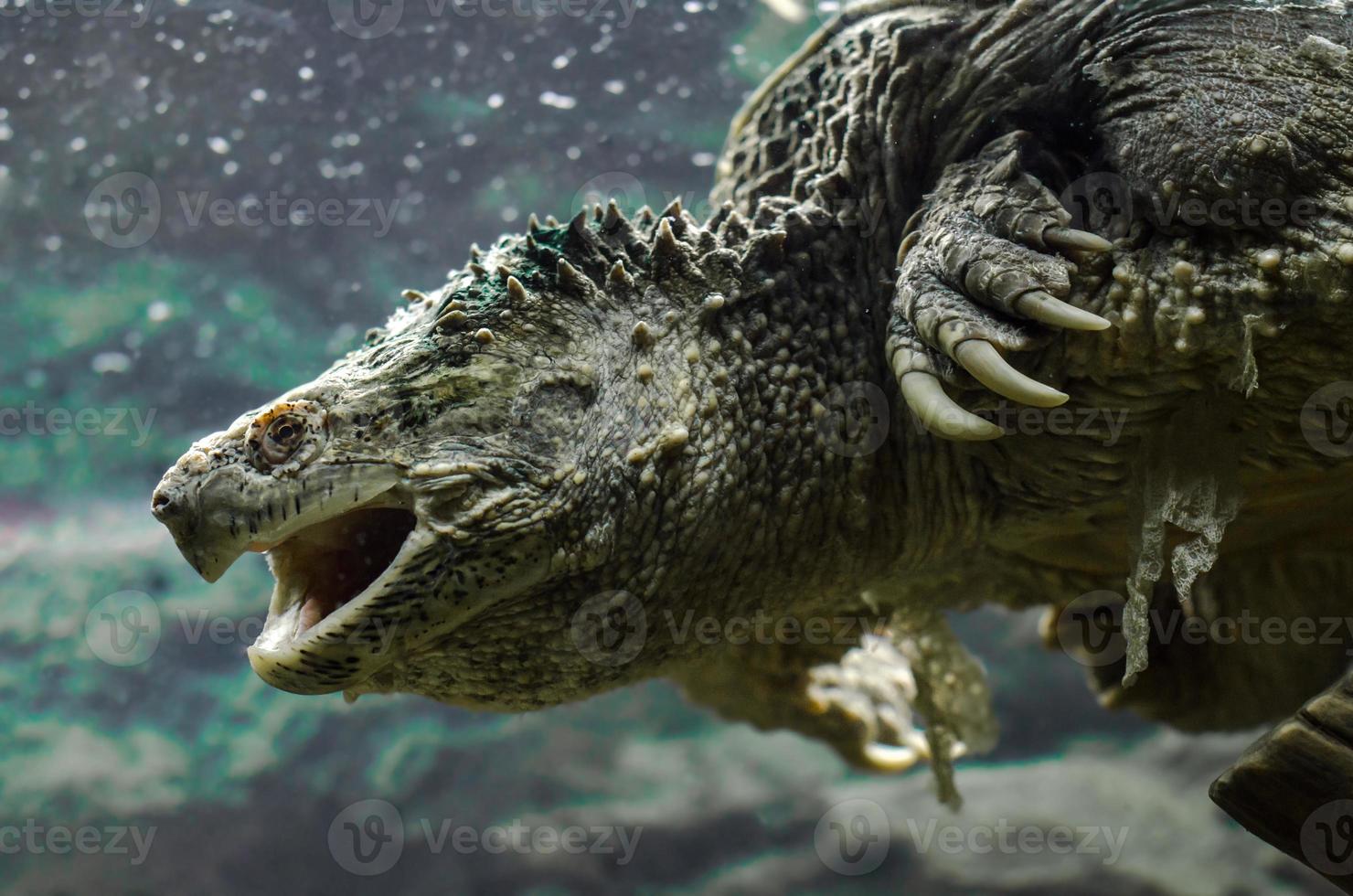 tartaruga di Cayman che nuota sott'acqua foto