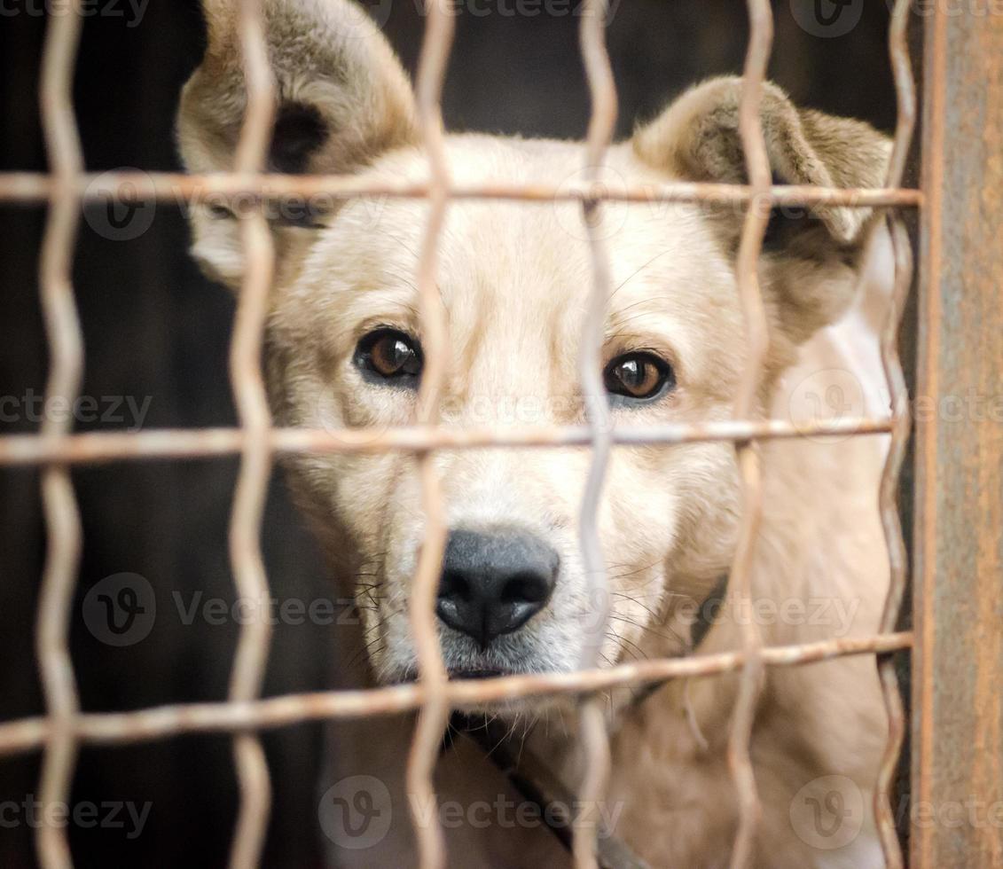 cane bianco dietro una gabbia foto