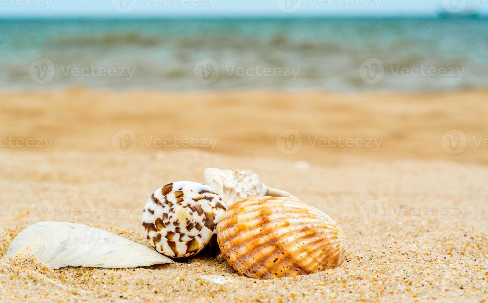 conchiglie su una spiaggia foto