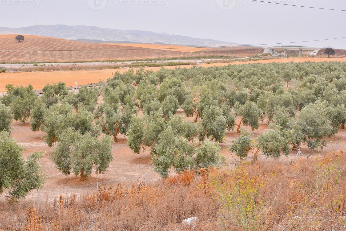 panoramico rurale paesaggio foto