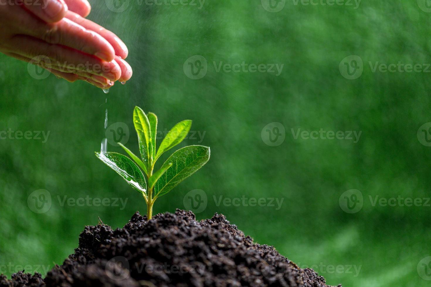 persone siamo irrigazione piccolo impianti di mano su verde sfocatura natura sfondo, terra giorno o mondo ambiente giorno concetto. verde mondo e sostenibile conservazione di foresta risorse. foto