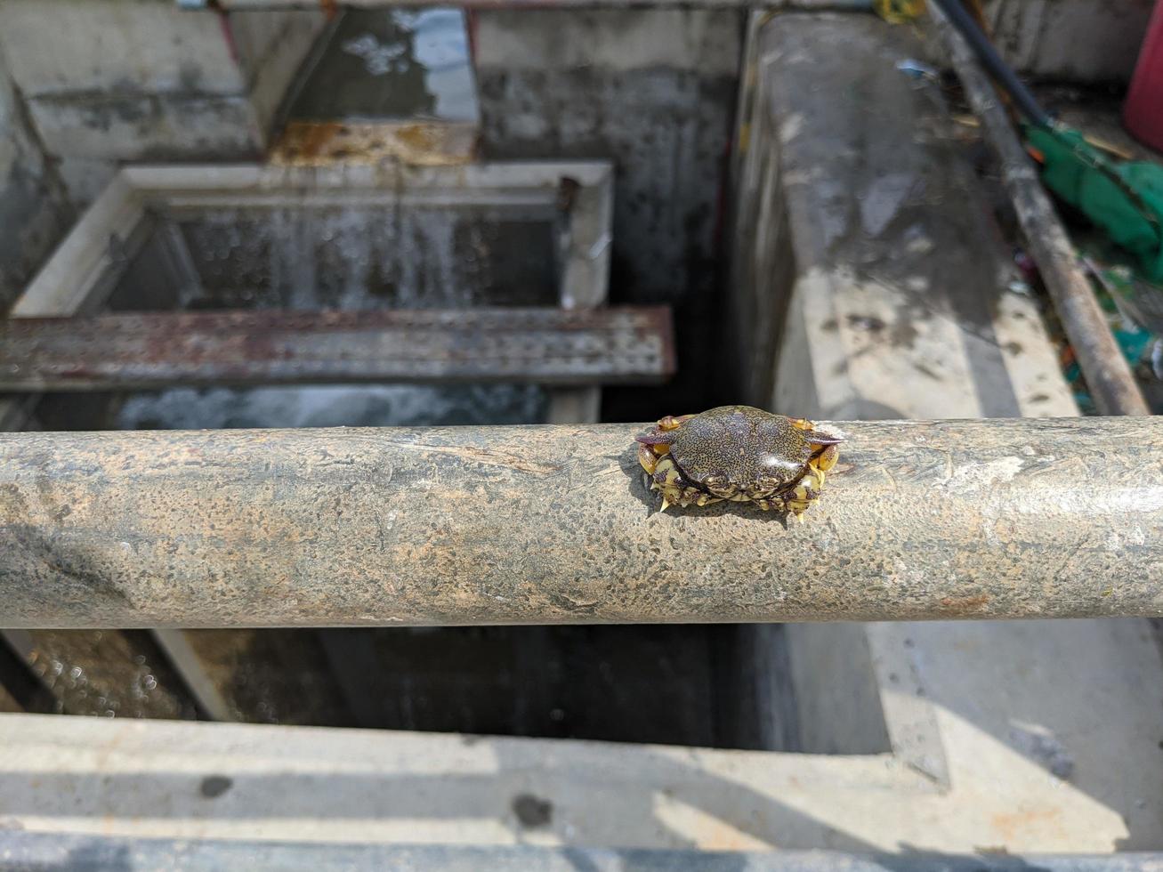 poco Granchio avuto trappola su spazzatura secchio quando pulizia acqua di mare pompa. il foto è adatto per uso per animale conservazione manifesto, natura soddisfare media e industria sfondo.