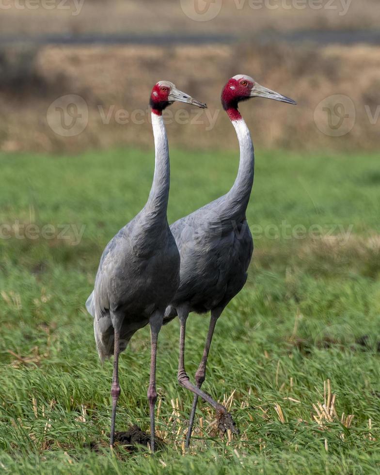 Sarus gru o antigone antigone osservato vicino nalsarovar nel Gujarat, India foto