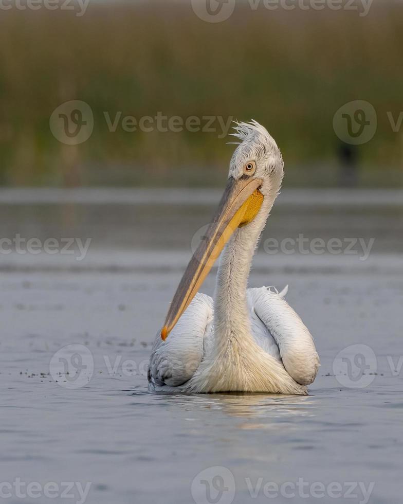 dalmata pellicano o pelecanus croccante, osservato nel nalsarovar nel Gujarat, India foto